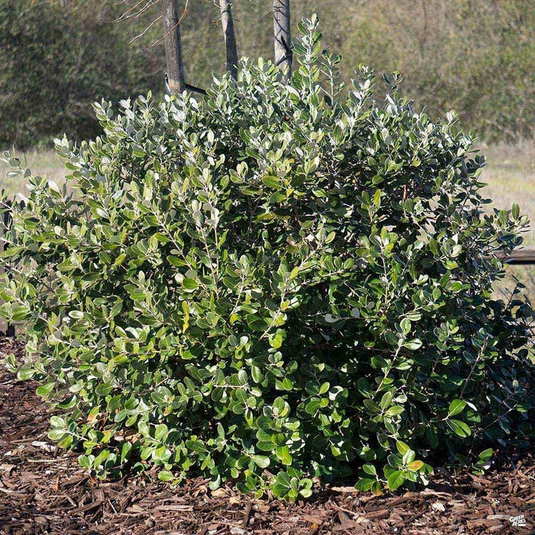 Pineapple Guava Plant | Live 4 Inch Plants | Feijoa Sellowiana | Edible Flowers and Fruit