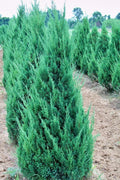 Blue Point Juniper | Live 4 Inch Pots | Juniperus Chinensis | Evergreen Screening Tree