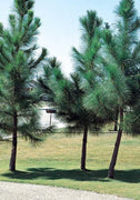 Loblolly Pine Tree Plants | Live Seedlings | Pinus Taeda | Fast|Growing Evergreen for Landscaping | Ideal Plants for Large Spaces