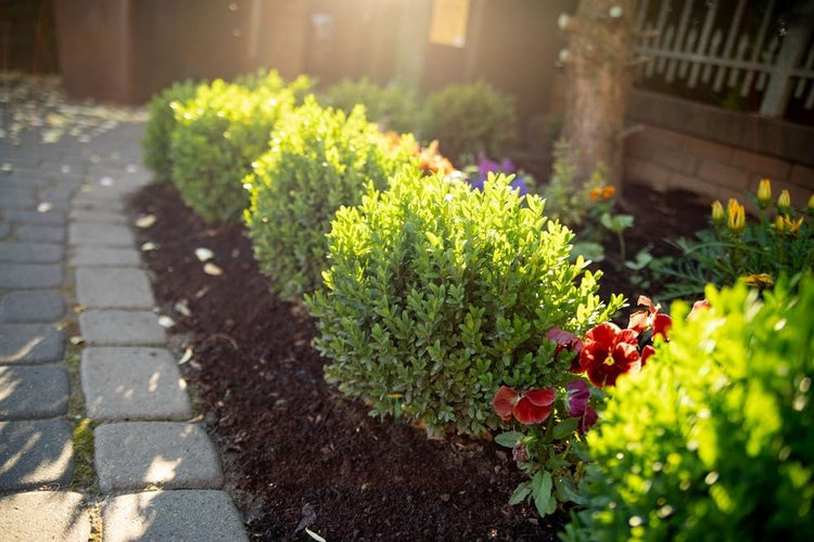 Sunbright Boxwood | Live Plants | Luminous Golden|Yellow Foliage, Perfect for Borders & Landscaping, Year|Round Color & Drought Tolerant, Live Shrub Plant