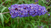 Buddleia Nanho Blue | Extra Large 3 Gallon Plants | Fragrant & Compact Butterfly Bush, Ideal for Vibrant Landscapes, Attractive Borders & Butterfly Gardens, Drought Tolerant