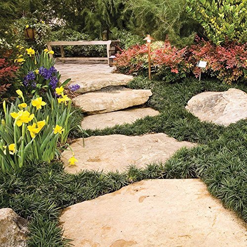 Dwarf Mondo Grass | 20 Live Plants | Shade Loving Evergreen Ground Cover Ophiopogon Japonicus Nanus