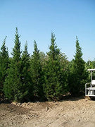 Hetzi Juniper | Live Gallon Size Tree | Juniperus Chinensis | Drought Tolerant Cold Hardy Evergreen Privacy Screening Plants