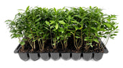 Wax Myrtle | Live Plants | Myrica Cerifera | Fast Growing Evergreen Shrub | Privacy Hedge Plants | Adaptable Landscaping Bushes