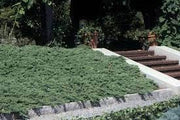 Procumbens Nana Juniper | Extra Large 3 Gallon Plants | Lush, Low|Growing Evergreen, Ideal for Ground Cover, Bonsai, Topiary, and Landscape Design, Hardy & Drought Resistant