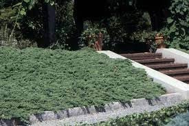 Procumbens Nana Juniper | Extra Large 3 Gallon Plants | Lush, Low|Growing Evergreen, Ideal for Ground Cover, Bonsai, Topiary, and Landscape Design, Hardy & Drought Resistant