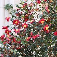 Camellia Sasanqua Yuletide I Extra Large 3 Gallon Plants I Red Flowering Bright Red Winter Blooms, Live Plant for Indoor & Outdoor Gardens
