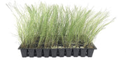 Pink Muhly Grass | Live Plants | Muhlenbergia Capillaris | Hairawn Muhly | Beautiful Blooming Low Maintenance Ornamental Foliage
