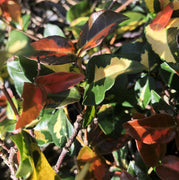 Summer Sunset Jasmine I Live 4 Inch Pots I Trachelospermum Asiaticum I Vibrant Orange|Red Blooms for Sunny Gardens, Easy|to|Grow, Drought|Resistant, Ideal for Patios and Landscaping