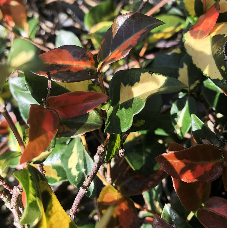 Summer Sunset Jasmine I Live 4 Inch Pots I Trachelospermum Asiaticum I Vibrant Orange|Red Blooms for Sunny Gardens, Easy|to|Grow, Drought|Resistant, Ideal for Patios and Landscaping
