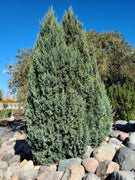 Medora Juniper | Extra Large 3 Gallon Plants | Columnar Evergreen Shrub for Privacy, Landscaping, and Ornamental Gardens | Drought|Resistant & Easy|to|Grow