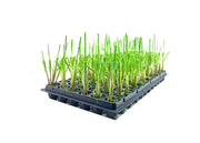 Pampas Grass Blue Bayou | Live Plants | Cortaderia Selloana | Dwarf Low Maintenance Drought Tolerant Ornamental Grass