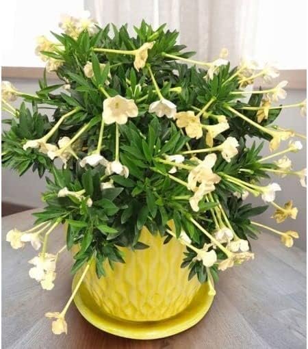 Lady of The Night | Live Plants | Brunfelsia Americana Nitida | Fragrant Tropical Bloomer | Perfect for Evening Gardens