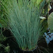 Rush Grass Blue Arrow | Extra Large 3 Gallon Plants | Juncus inflexus | Vibrant Landscape Accent | Hardy Garden Addition