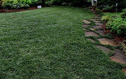 Dwarf Mondo Grass | Large Gallon Size Plants | Ophiopogon Japonicus Nanus | Live Evergreen Shade Loving Groundcover