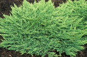Prince of Wales Juniper | Live Plants | Drought Tolerant Cold Hardy Evergreen Ground Cover