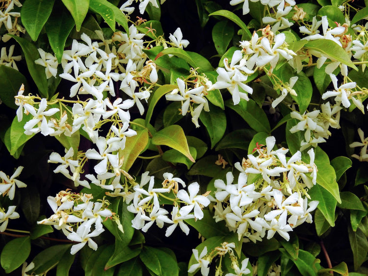 Night Blooming Jasmine | Live Plants | Jessamine Cestrum Nocturnum | Fragrant Blooming Vine