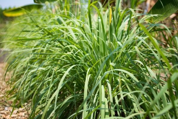 Cymbopogon Nardus Citronella Grass | Live Plants | Perfect for Outdoor Gardens and Patio Decor, Easy|to|Grow Aromatic Plant