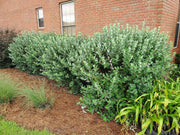 Pineapple Guava | Large Gallon Size Plant | Feijoa Sellowiana | Edible Fruit Shrub and Fragrant Flowering Foliage