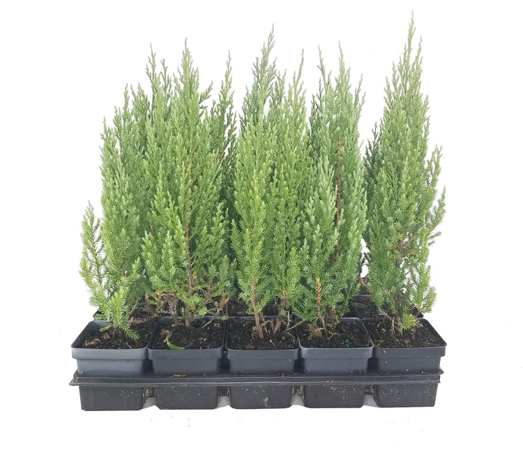Blue Point Juniper | Live 4 Inch Pots | Juniperus Chinensis | Evergreen Screening Tree