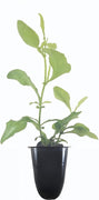 Plumbago Imperial Blue Plants | Live Seedlings | Plumbago Auriculata | Perfect for Bright Garden Displays | Hardy & Low Maintenance