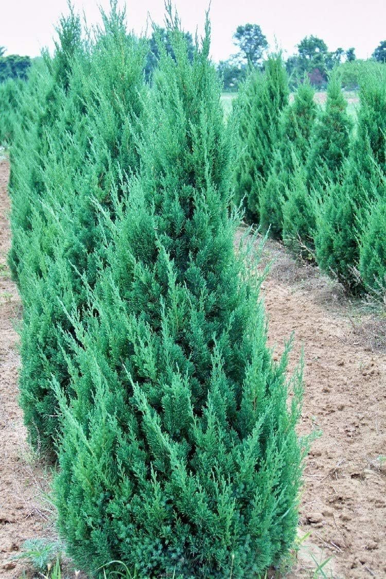 Blue Point Juniper Tree | Live 4 Inch Pots | Juniperus Chinensis | Hardy Evergreen Shrub | Perfect for Landscaping | Low Maintenance Plants