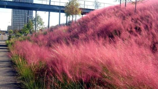 Muhly Grass | Live 4 Inch Pots | Muhlenbergia Capillaris | Ideal for Natural Landscaping | Easy|Care & Drought Tolerant Plants | Beautiful Pink Plumes