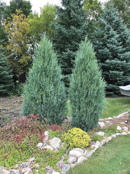 Medora Juniper | Extra Large 3 Gallon Plants | Columnar Evergreen Shrub for Privacy, Landscaping, and Ornamental Gardens | Drought|Resistant & Easy|to|Grow