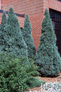 Medora Juniper | Extra Large 3 Gallon Plants | Columnar Evergreen Shrub for Privacy, Landscaping, and Ornamental Gardens | Drought|Resistant & Easy|to|Grow