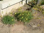 Bulbine Yellow | Live Gallon Size Plant | Bright Yellow Flowering Succulent, Live Plant, Perfect for Sunny Gardens, Drought|Tolerant Landscape Addition