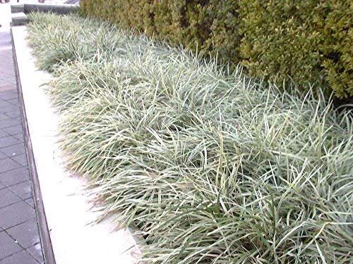 Aztec Grass | Live Plants | Variegated Liriope | Ophiopogon Intermedius Argenteomarginatus