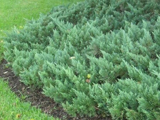 Parsoni Juniper | Extra Large 3 Gallon Plant | Healthy Drought|Resistant Evergreen Shrub | Ideal for Bonsai, Ground Cover, and Outdoor Landscaping – Easy|Growth Variety