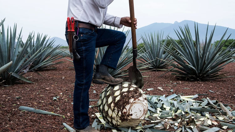 Agave Tequilana | Live Medium Size Plants | Blue Weber Tequila Succulent | Drought Tolerant Hardy Ornamental Specimen