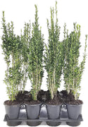 Sky Pencil Japanese Holly | Live Quart Size Plant | Ilex Crenata | Formal Low Maintenance Evergreen Plants