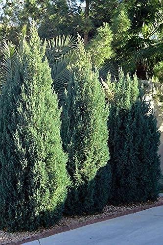 Spiny Greek Juniper | Live Gallon Size Trees | Juniperus Chinensis | Drought Tolerant Cold Hardy Evergreen Screening Plant