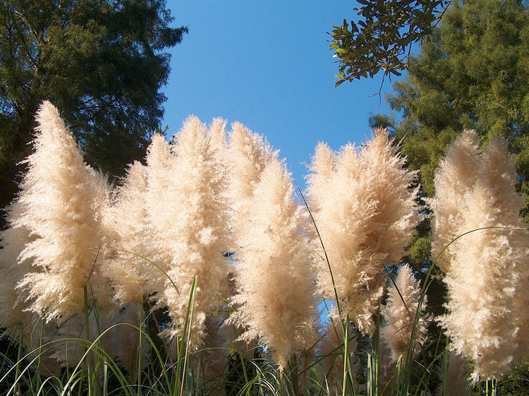 Pampas Grass | 40 Live Plants | Cortaderia Selloana | Beautiful Blooming Screening Ornamental Foliage