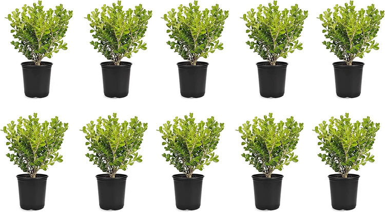 Japanese Boxwood | Live 4 Inch Pots | Buxus Microphylla | Formal Evergreen Low Maintenance Hedge Plants