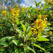 Thryallis | Extra Large 3 Gallon Plants | Galphimia glauca | Tropical Beauty | Year|Round Blooms