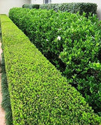 Japanese Boxwood | Large Live Gallon Size Plants | Buxus Microphylla | Formal Evergreen Low Maintenance Hedge Shrub