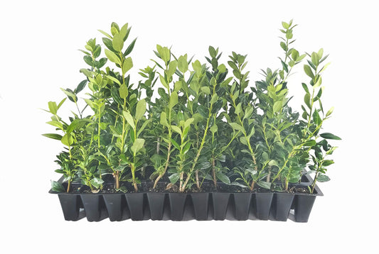 Needlepoint Chinese Holly | Ilex Cornuta | 20 Live Plants | Low Maintenance Screening Evergreen