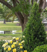 Hetzi Juniper | Live Gallon Size Tree | Juniperus Chinensis | Drought Tolerant Cold Hardy Evergreen Privacy Screening Plants
