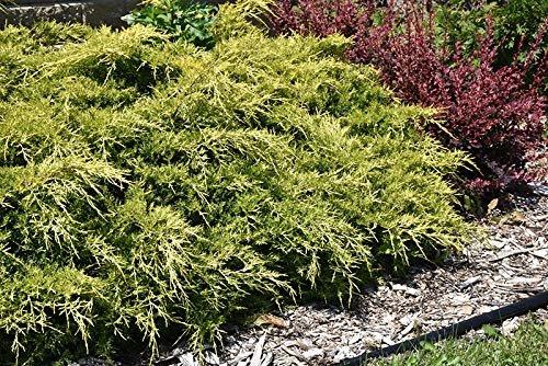 Gold Lace Juniper - Live Plants - Juniperus Chinensis - Evergreen Groundcover
