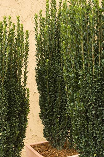 Sky Pencil Japanese Holly | Live Quart Size Plant | Ilex Crenata | Formal Low Maintenance Evergreen Plants