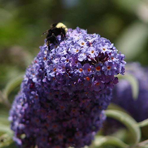 Buddleia Nanho Blue - Live Plants - Blooming Butterfly Bush