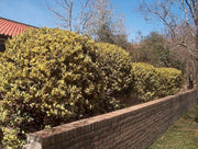 Ligustrum Japonicum Howardi | Live Quart Size Plant | Privet Howardii | Variegated Evergreen Privacy Hedge