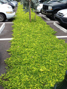 Ornamental Peanut Grass | Arachis Glabrata | Live Plants | 2" Pot Size | Fully Rooted Drought Tolerant Ground Cover