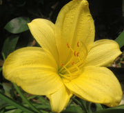 Florida Foliage Daylily Yangtze | Live 4 Inch Pots | Hemerocallis Plants | Beautiful Low Maintenance Blooming Groundcover