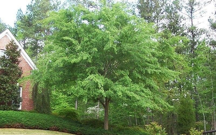 Drake Chinese Elm Tree | Live Plants | Lacebark Elm | Ulmus Parvifolia | Semi|Evergreen Fall Colors Red Purple & Yellow