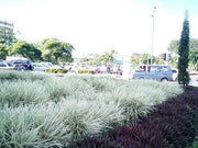 Aztec Grass | Live Plants | Variegated Liriope | Ophiopogon Intermedius Argenteomarginatus