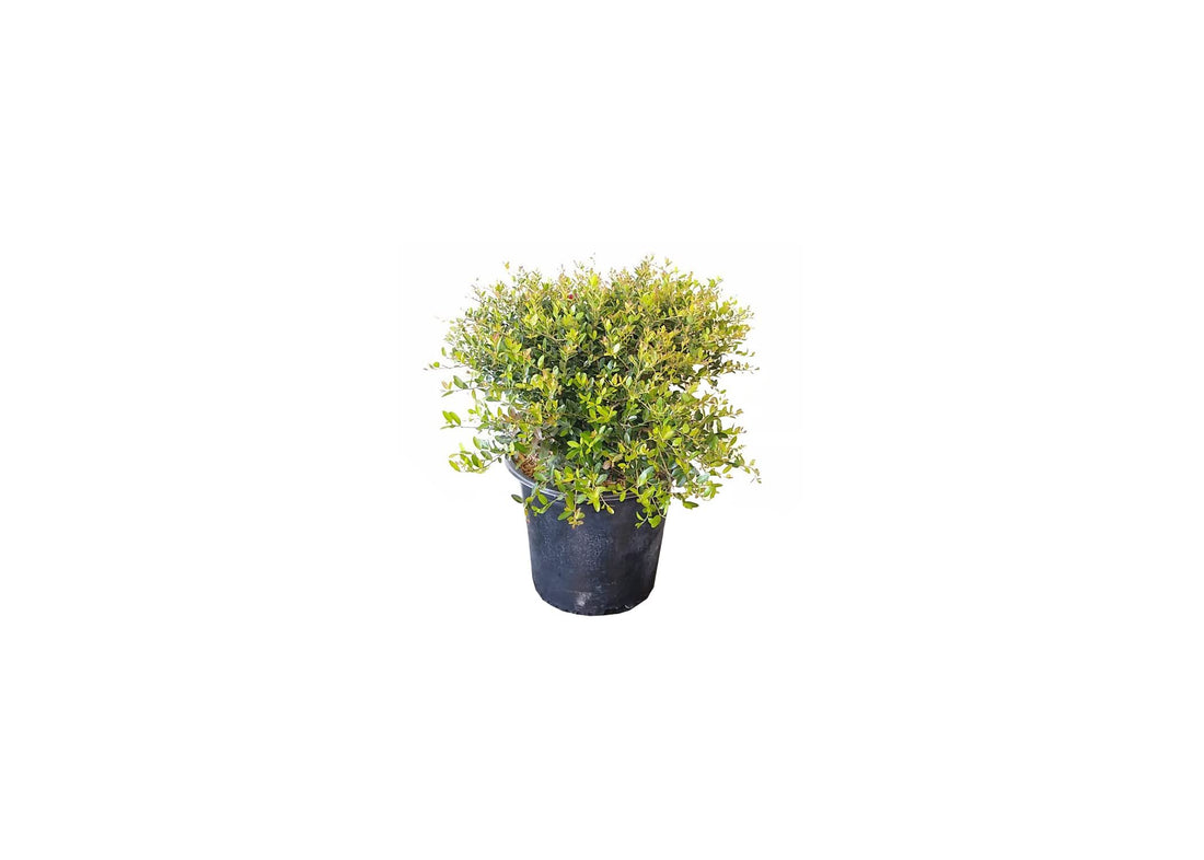 Dwarf Yaupon Holly | Live Gallon Size Plant | Ilex Schilling Stokes Vomitoria | Evergreen Drought Tolerant Low Maintenance Hedge Shrub